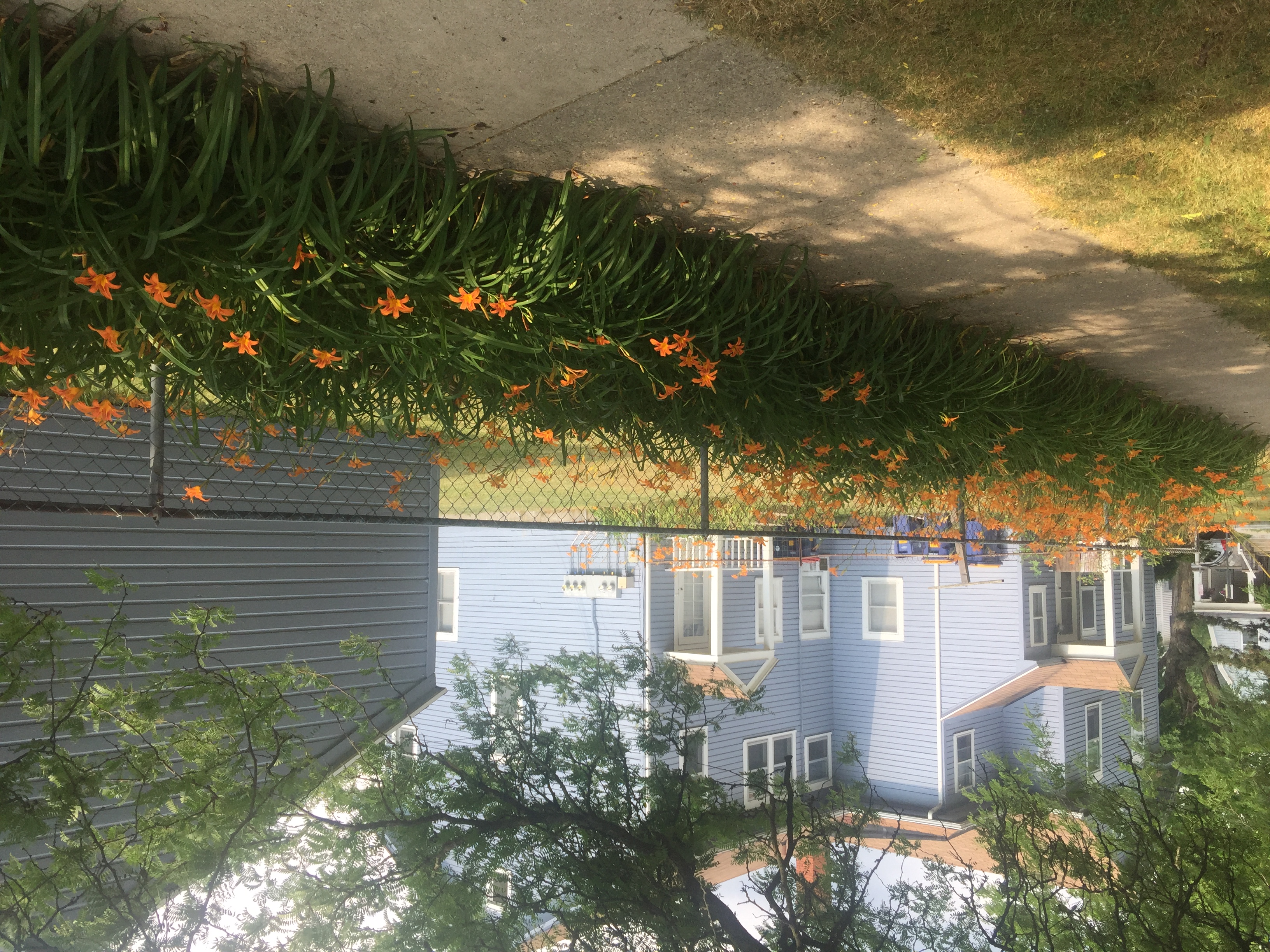 Summer view of the lillies